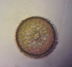 Coscinodiscophycidae