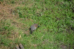 Centropus superciliosus