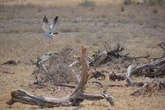 Melierax poliopterus