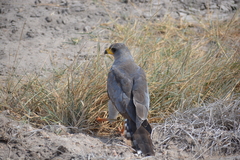 Melierax poliopterus