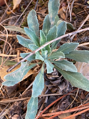 Boechera retrofracta