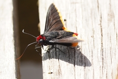 Pyrrhopyge charybdis