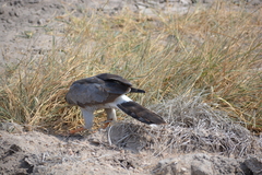 Melierax poliopterus