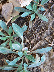 Boechera retrofracta