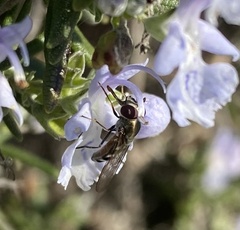 Platycheirus trichopus