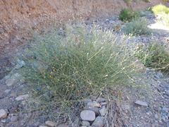 Bebbia juncea