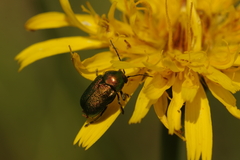 Cryptocephalus sericeus