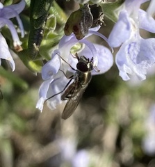 Platycheirus trichopus