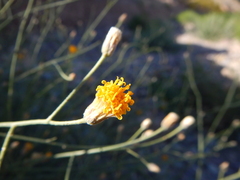 Bebbia juncea