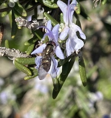 Platycheirus trichopus