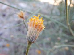 Bebbia juncea
