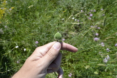 Allium sphaerocephalon
