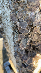 Saccostrea