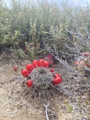 Mammillaria hutchisoniana louisae