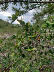 Sebastiania commersoniana