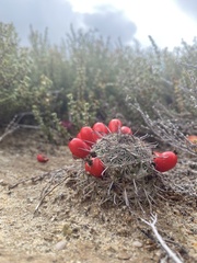 Mammillaria hutchisoniana louisae