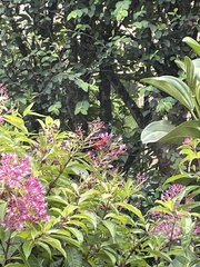 Anisognathus igniventris