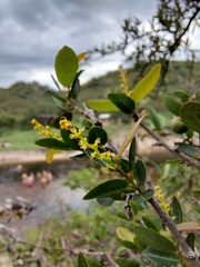 Sebastiania commersoniana