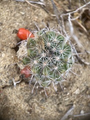Mammillaria hutchisoniana louisae