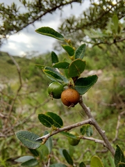 Sebastiania commersoniana