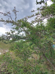 Sebastiania commersoniana