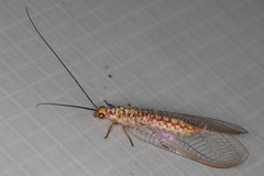 Italochrysa impar