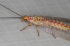 Italochrysa impar