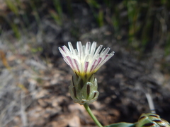 Malacothrix coulteri