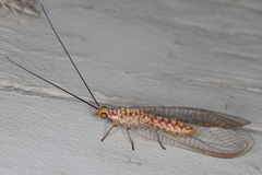 Italochrysa impar