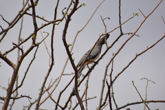 Corythaixoides leucogaster