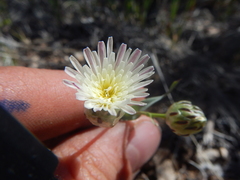 Malacothrix coulteri