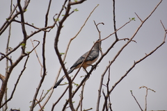 Corythaixoides leucogaster