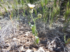 Malacothrix coulteri