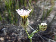 Malacothrix coulteri