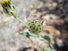 Malacothrix coulteri