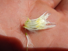 Malacothrix coulteri