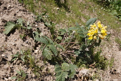 Phlomoides speciosa