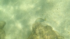 Acanthurus bahianus