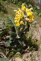 Phlomoides speciosa