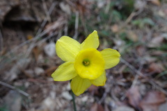 Narcissus assoanus