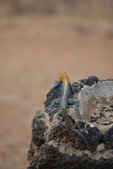 Agama lionotus