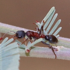 Myrmecia pilosula