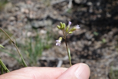 Boechera oxylobula