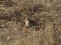 Calcarius ornatus