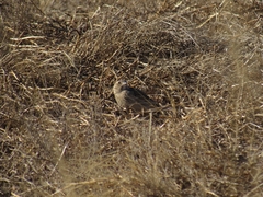 Calcarius ornatus