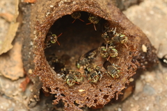 Nannotrigona testaceicornis