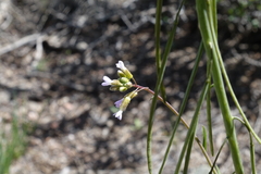 Boechera oxylobula