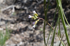 Boechera oxylobula