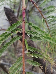 Leucaena diversifolia