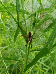 Dolomedes striatus